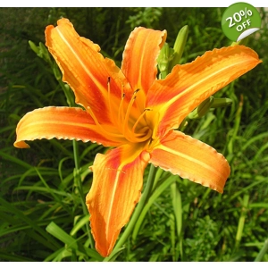 Daylily 'Orange Ditch Lily