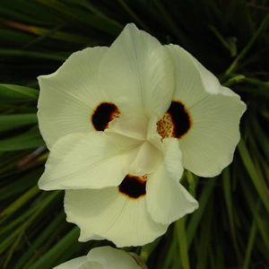 Yellow Wild Iris