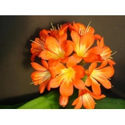 Clivia