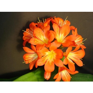 Clivia 