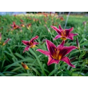 Daylily 'Galaxy Explosion'