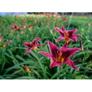 Daylily 'Galaxy Explosion'