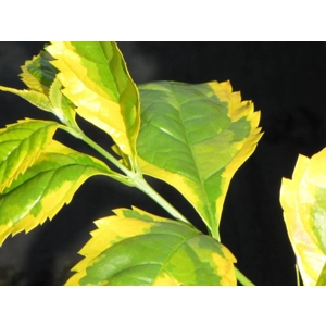 Duranta
