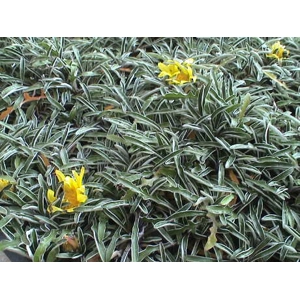 Silver Carpet
