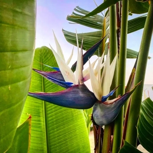 Giant Bird of Paradise