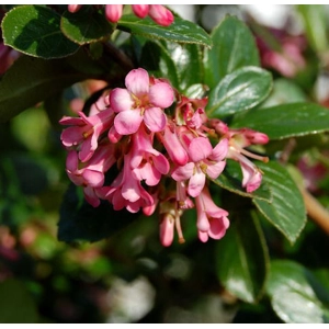 Pink Princess Escallonia