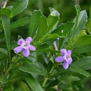 Blue Honeybell Bush