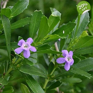 Blue Honeybell Bush