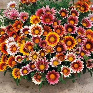 Gazania 
