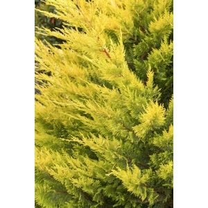 Golden Leyland Cypress - Gold Rider