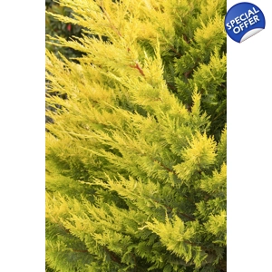 Golden Leyland Cypress - Gold Rider