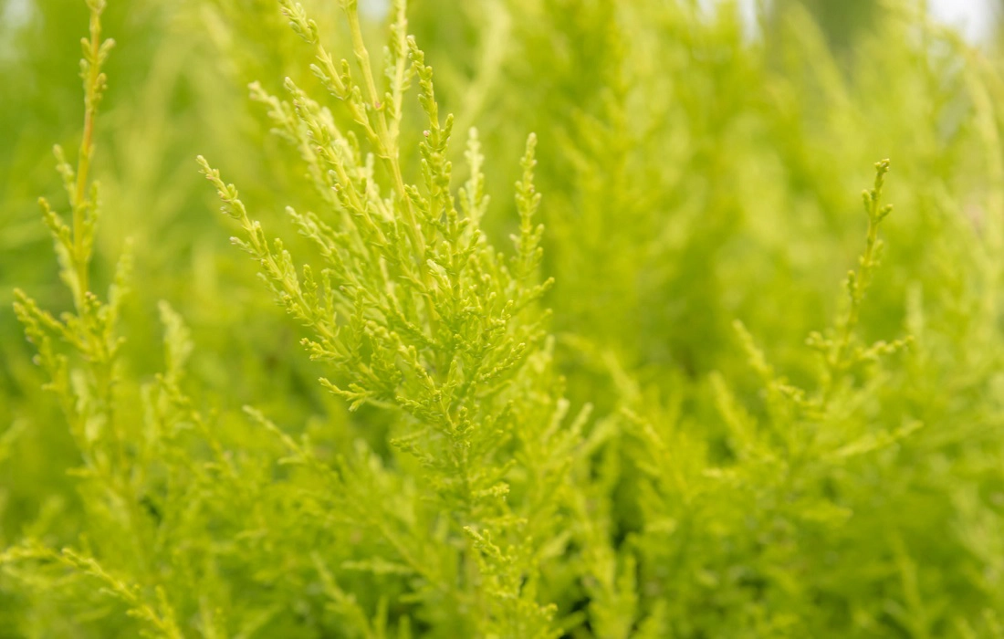 Leyland Cypress 'Gold Rider'
