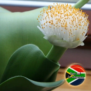 White Paintbrush