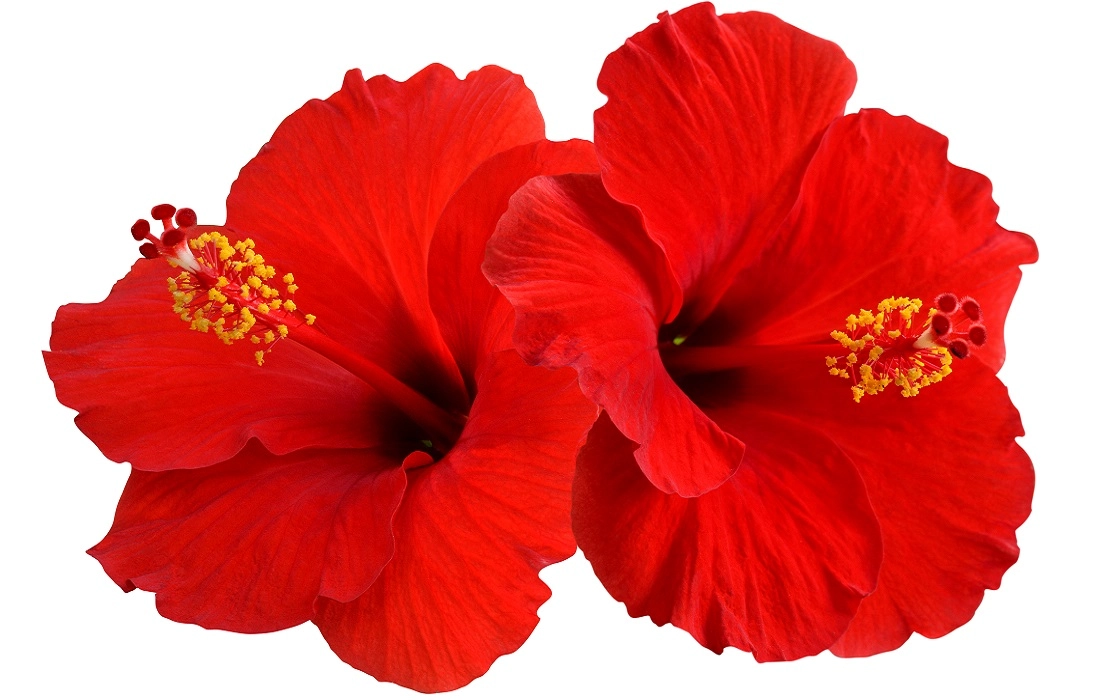 Beautiful Red Hibiscus. Click here to view!