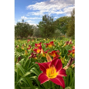 Daylily 'Honky Tonk Dream'