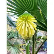 Spring Poker - Yellow