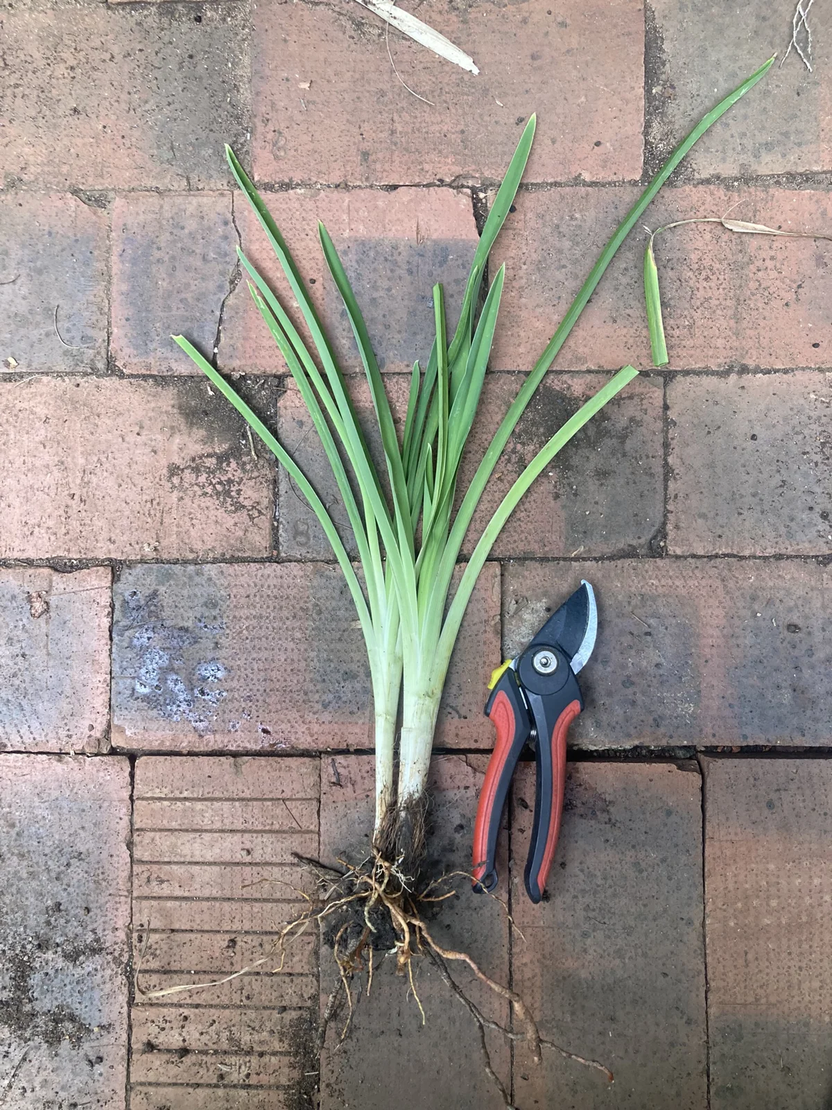 Hemerocallis for sale mail order