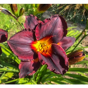 Daylily 'Smith Brothers'