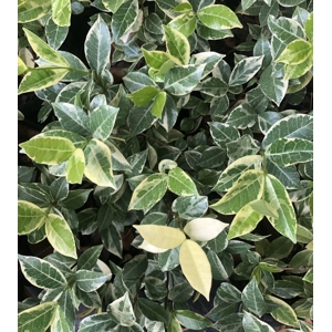 Star Jasmine Variegated