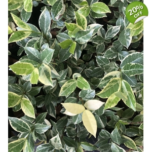 Star Jasmine Variegated