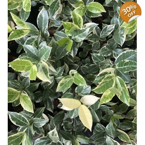 Star Jasmine Variegated – Trachelospermum jasminoides variegatum