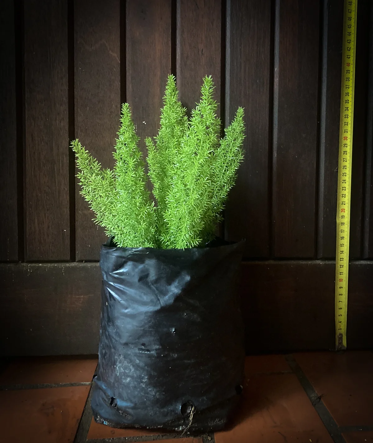 Foxtail Fern Plants For Sale Pretoria