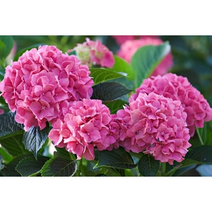 Hydrangea 'Pink'