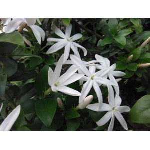 Starry Wild Jasmine