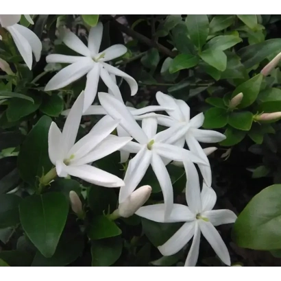 Why Indigenous Plants Are a Smart and Beautiful Choice for South African Gardens