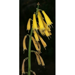 Yellow Dainty Poker
