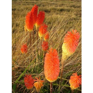 Red Hot Poker
