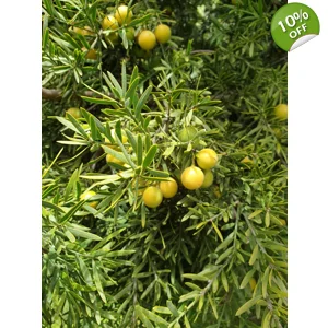 Outeniqua Yellowwood
