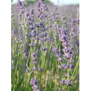 Lavender - Margaret Roberts