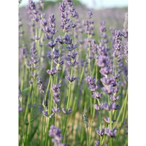 Lavender - Margaret Roberts