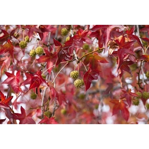 American Sweetgum