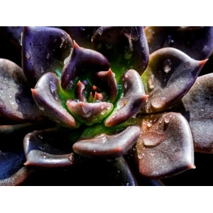 Echeveria 'Black Prince'