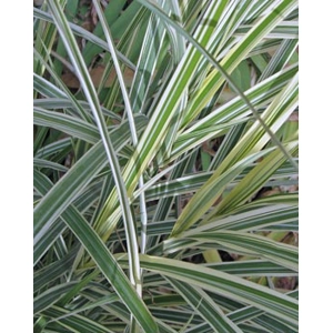 Variegated Porcupine Grass