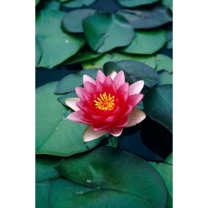 Water Lily