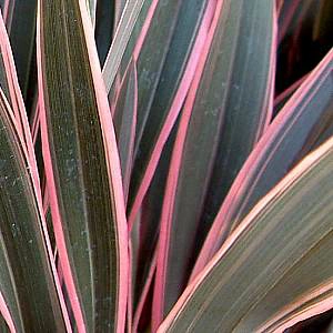 Flax