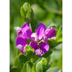 Polygala myrtifolia
