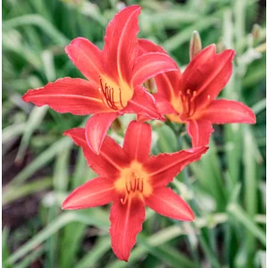 Daylily 'Red Precious