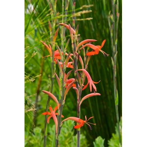 Watsonia angusta 'Red'