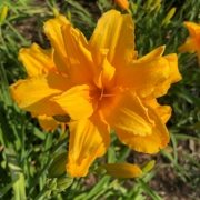 Daylily 'Robbie Bush'