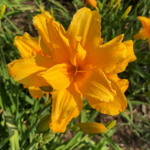 Daylily 'Robbie Bush'