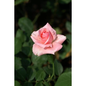 Rose - Light Pink