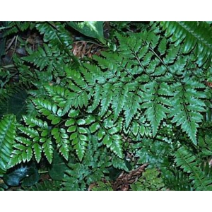 Leather Leaf Fern