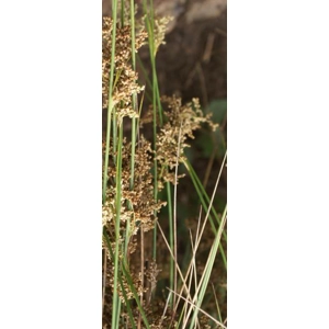 Fountain Grass
