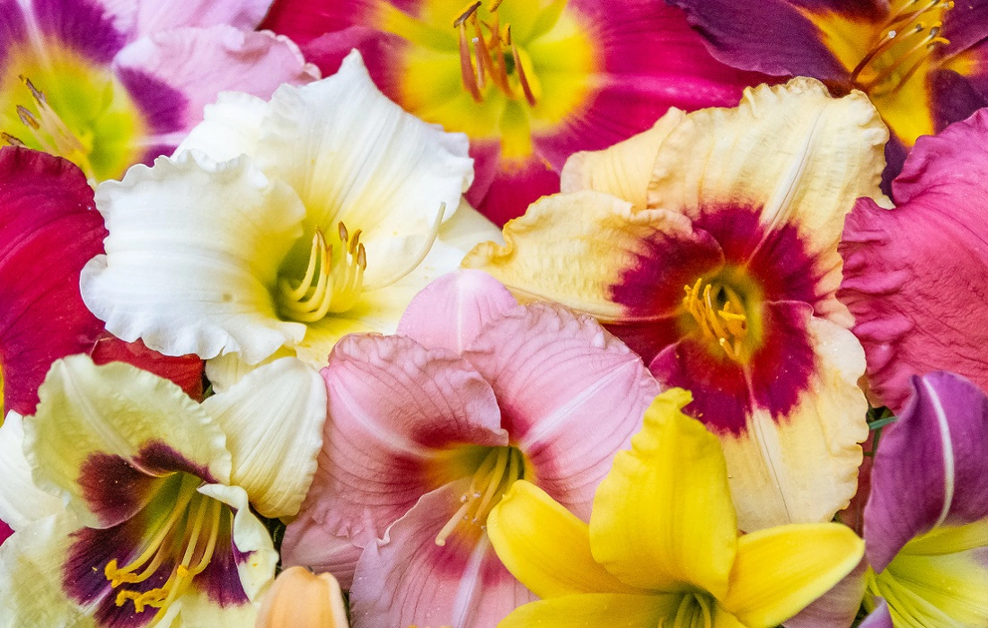 View our selection of Daylilies