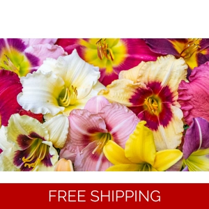 Daylily Mix - 25 Plants - Various Colors