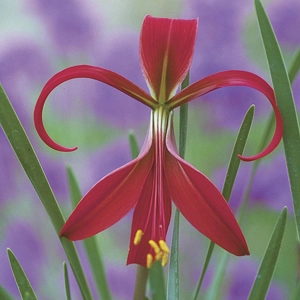 Sprekelia formosissima